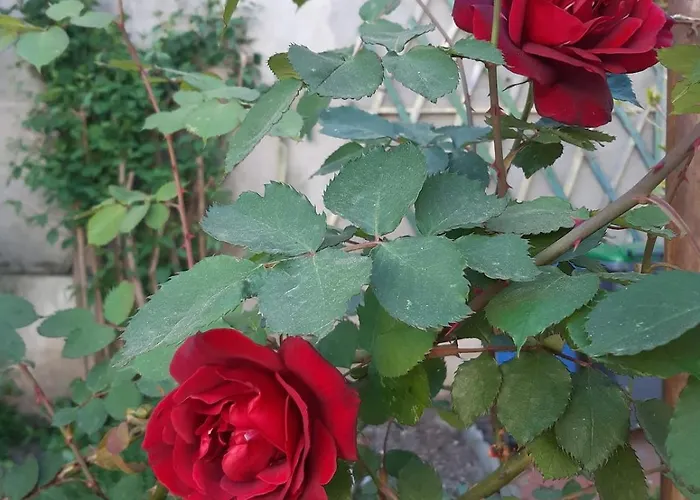 Charming 2-bedroom, Near Center Appartement