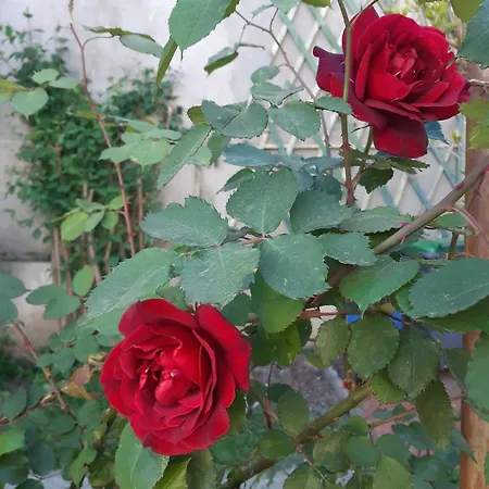 Charming 2-bedroom, Near Center דירה